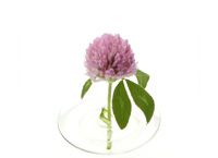 Floating Vase / RIPPLE　－oodesign－